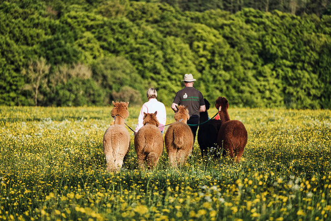 Alpaka Zurück zur Natur Alpaka Zurück zur Natur