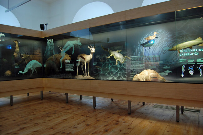 Tiere im Turm (© Foto: Adrian Leeder) Tiere im Turm (© Foto: Adrian Leeder)