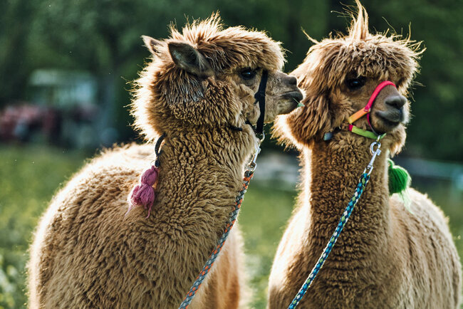 Bella und Bruno Bella und Bruno