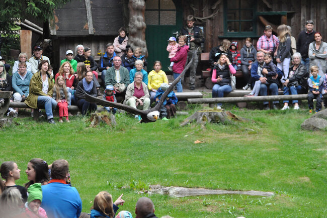 Falknerei am Rennsteig Falknerei am Rennsteig