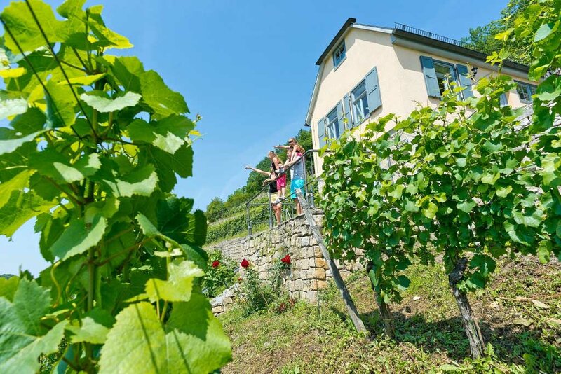 Weinberg bei Kaatschen Weinberg bei Kaatschen