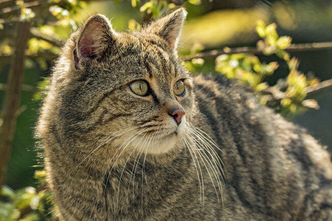 Wildkatzendorf Hütscheroda Wildkatzendorf Hütscheroda