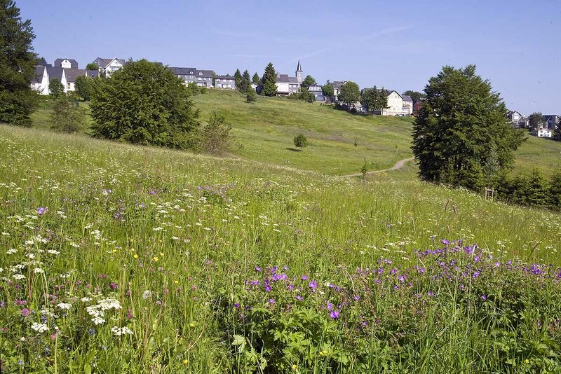 Masserberg mit blühender Bergwiese Masserberg mit blühender Bergwiese