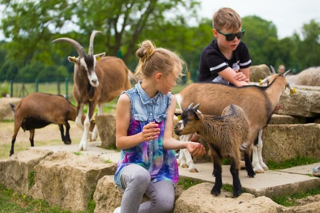 Streichelzoo Streichelzoo