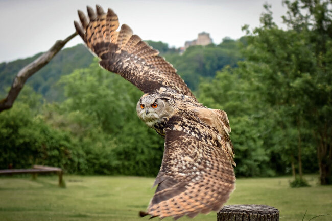Adler- und Falkenhof Schütz Adler- und Falkenhof Schütz