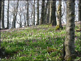 Frühling auf dem Baier Frühling auf dem Baier