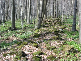 Keltischer Ringwall auf dem Baier Keltischer Ringwall auf dem Baier