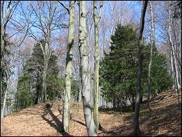 Über 500 Jahre alten Eiben Über 500 Jahre alten Eiben