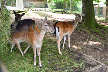 Hirsche im Tiergarten Sonneberg Hirsche im Tiergarten Sonneberg