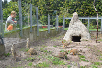Erdmännchen Erdmännchen
