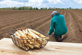 Spargelernte Spargelernte