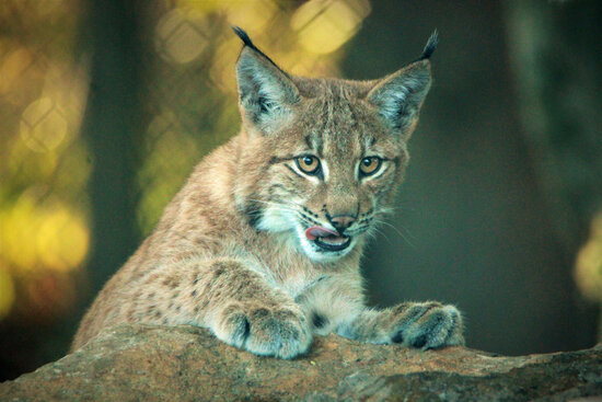 Wildkatzendorf Hütscheroda