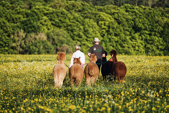 Alpaka Zurück zur Natur
